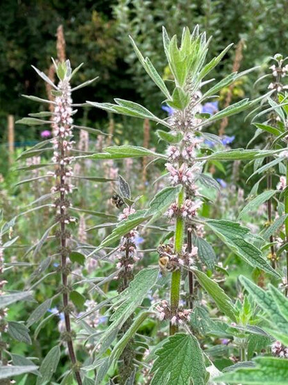 Hartgespan - Leonurus cardiaca - roze