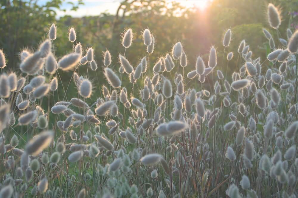 Hazenstaart gras - Lagurus ovatus