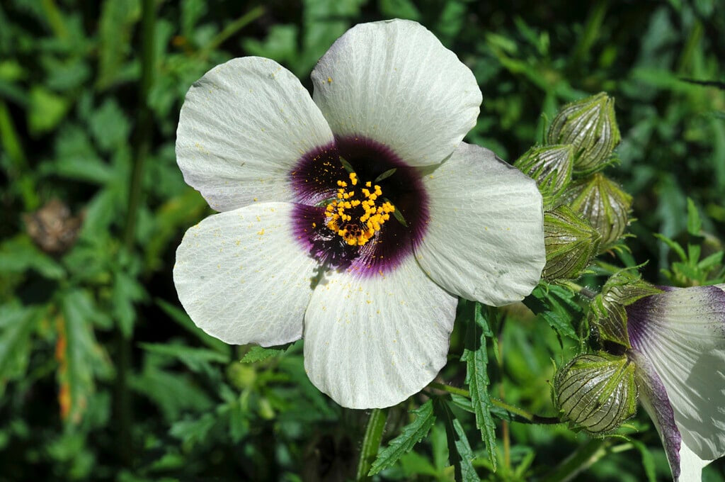 Hennepblad stokroos - Hibiscus cannabinus - closeup
