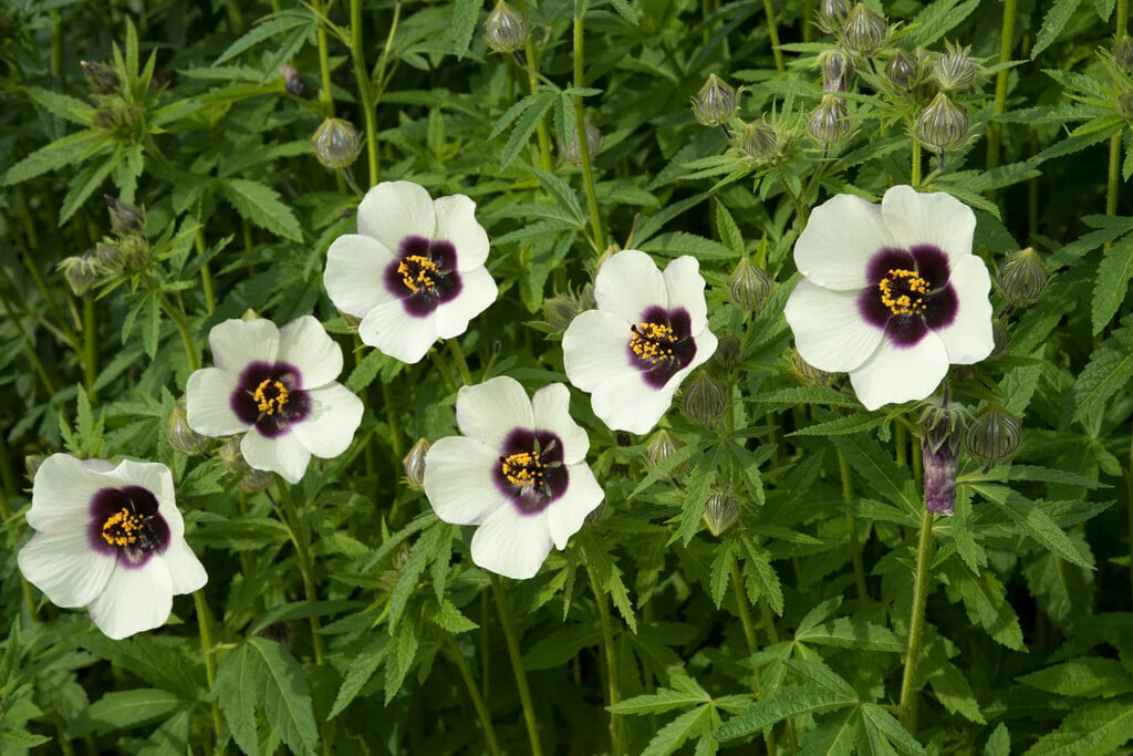 Hennepblad stokroos - Hibiscus cannabinus