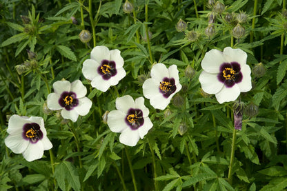 Hennepblad stokroos - Hibiscus cannabinus