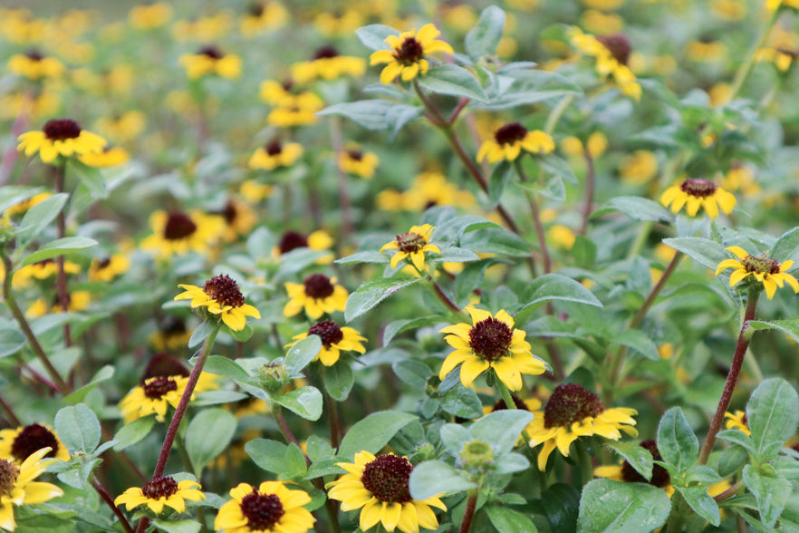 Huzarenknoop | Sanvitalia procumbens