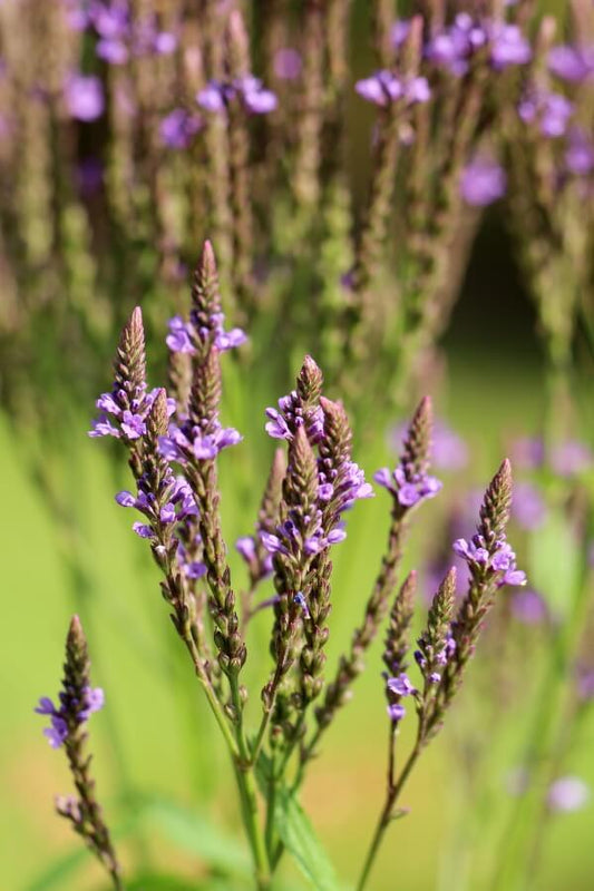 IJzerhard - Verbena hastata