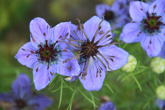 Juffertje 'African bride' - Nigella papillosa - closeup - blauw