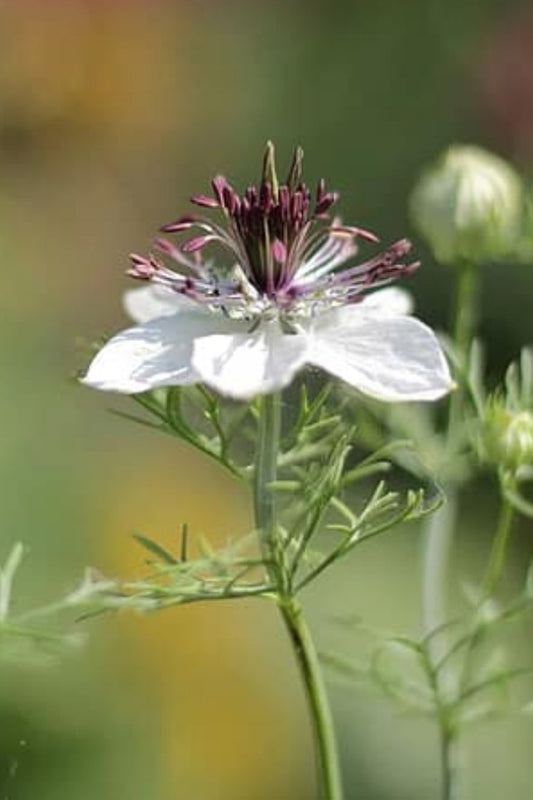 Juffertje 'African bride' - Nigella papillosa - wit