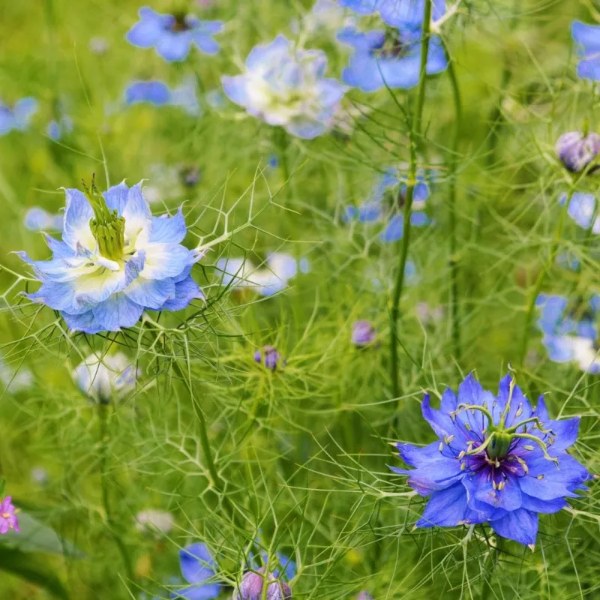 Juffertje-in-het-groen (blauw) - Nigella damascena