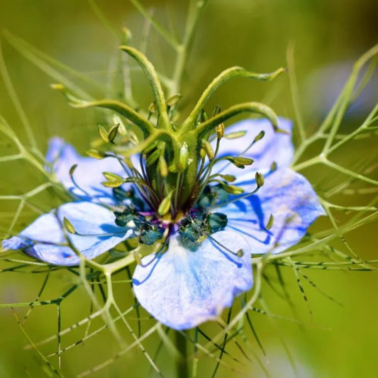 Juffertje-in-het-groen - Nigella damascena - blauw