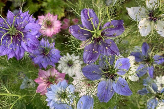 Juffertje-in-het-groen ‘Juweeltjes mix’ - Nigella damascena