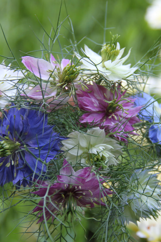 Juffertje-in-het-groen (kleurmix) - Nigella damascena