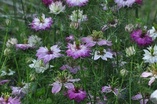 Juffertje-in-het-groen 'Miss Jekyll Rose' - Nigella damascena - closeup