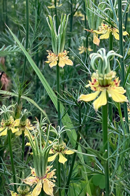 Juffertje-in-het-groen ‘Transformer’ – Nigella orientalis - closeup