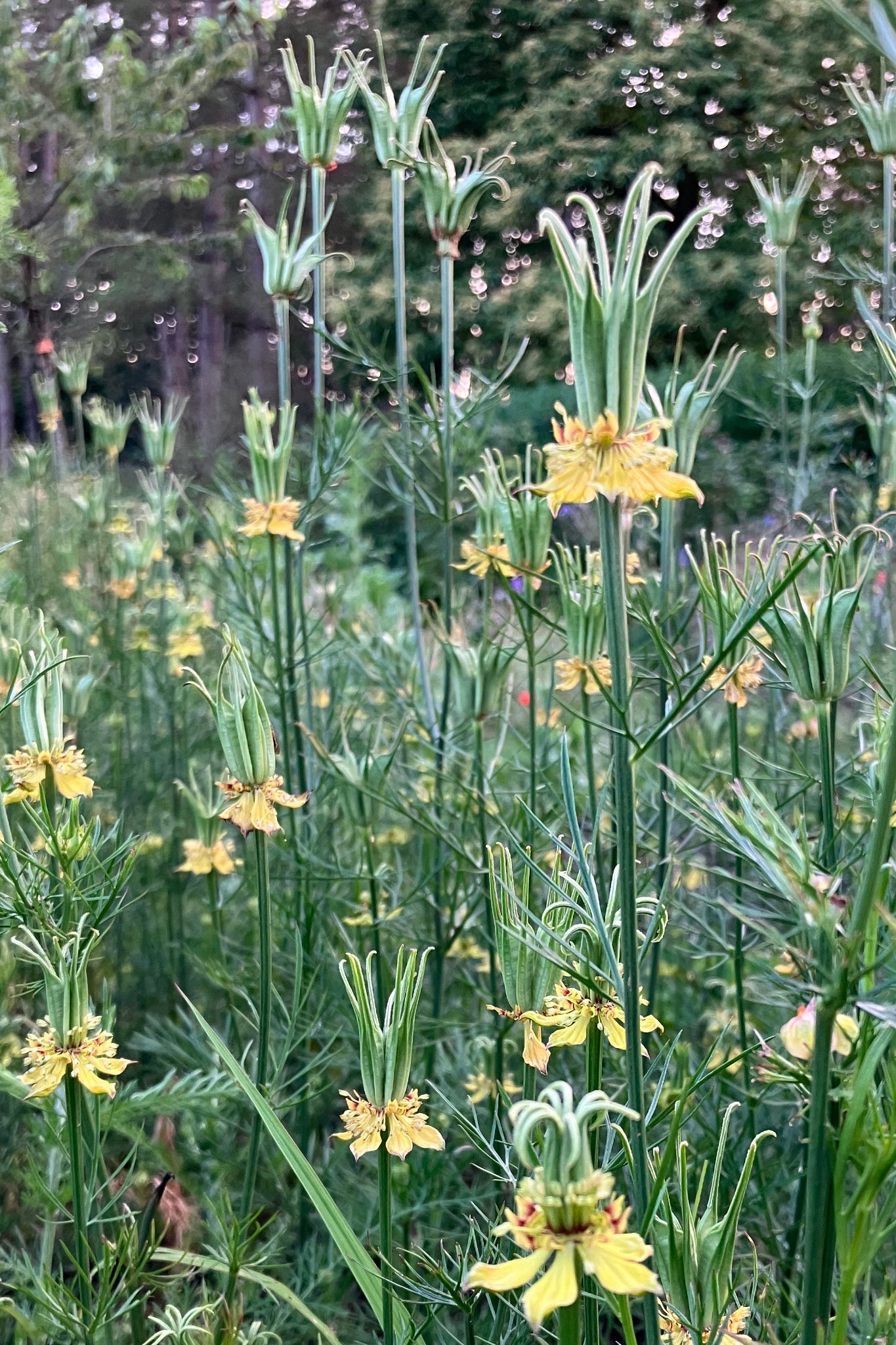 Juffertje-in-het-groen ‘Transformer’ – Nigella orientalis