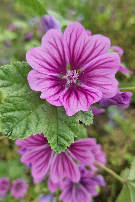 Kaasjeskruid 'Mauritania' - Malva sylvestris - closeup