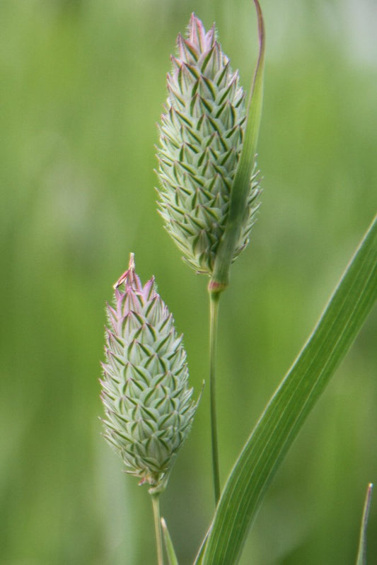 Kanariegras - Phalaris canariensis - groen