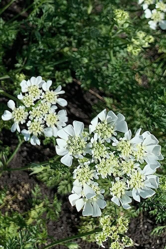 Kantbloem - Orlaya grandiflora