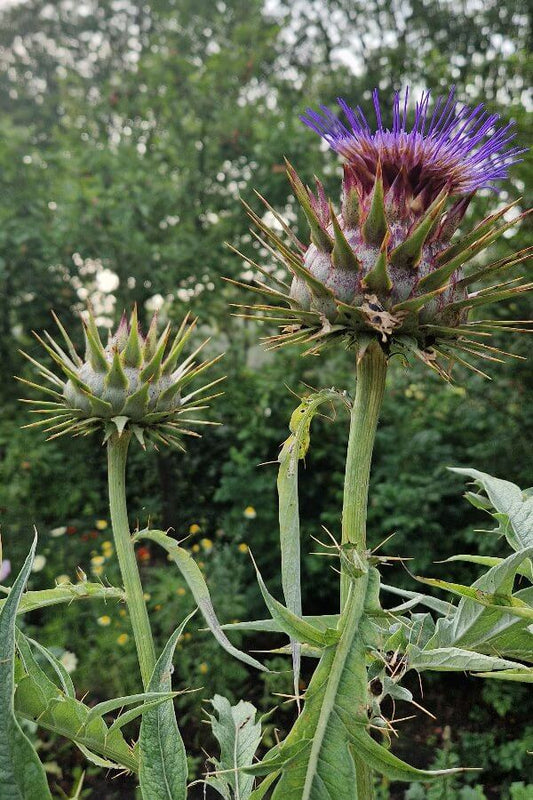 Kardoen - Cynara cardunculus