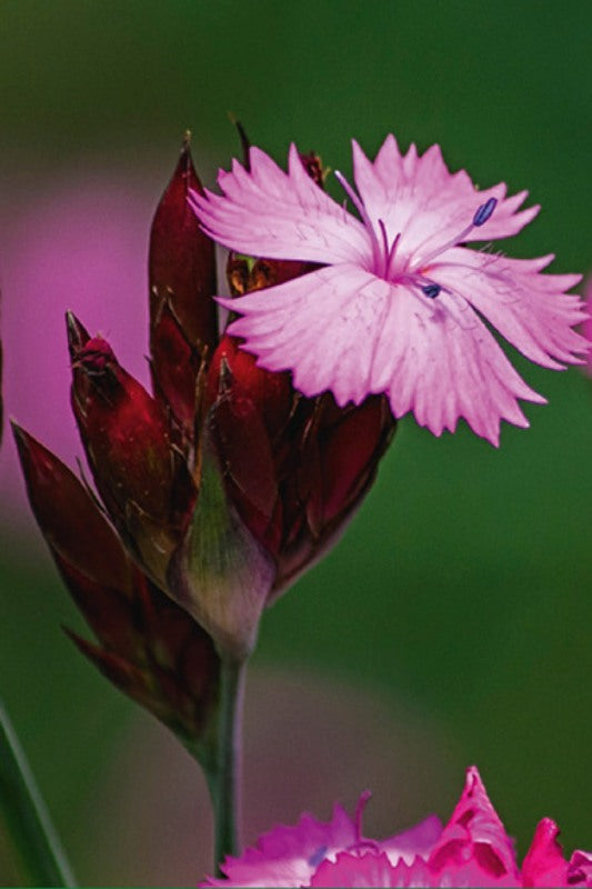 Kartuizeranjer - Dianthus carthusianorum