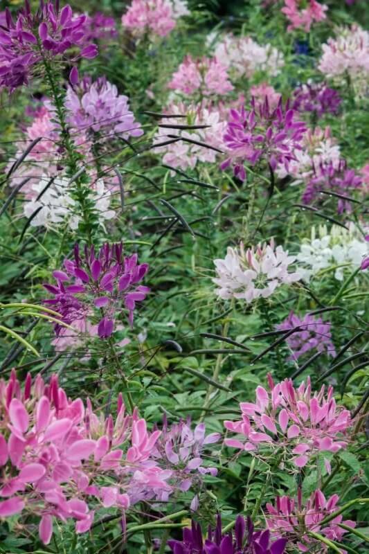 Kattensnor (mix) - Cleome spinosa