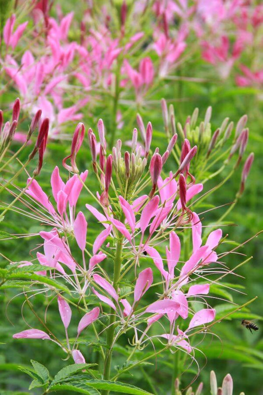 Kattensnor (roze) - Cleome hassleriana - closeup