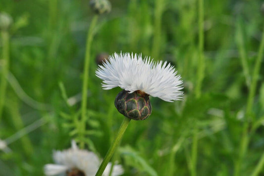 Keizerskorenbloem 'The Bride' - Centaurea moschata