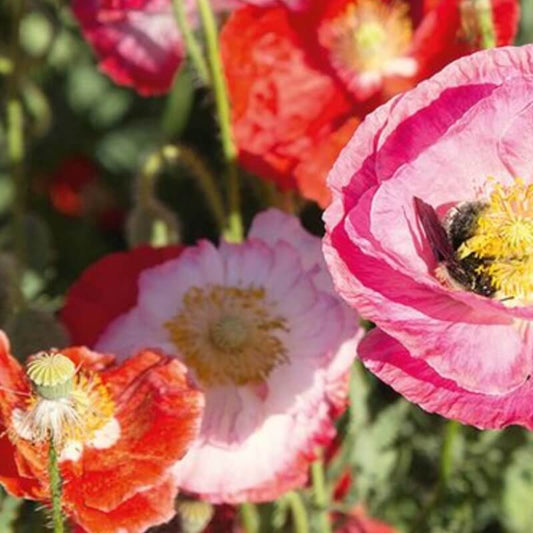 Klaproos 'Von Reconvilier' - Papaver rhoeas