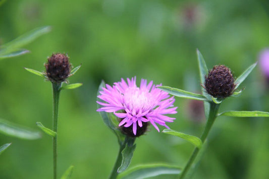 Knoopkruid - Centaurea jacea - closeup