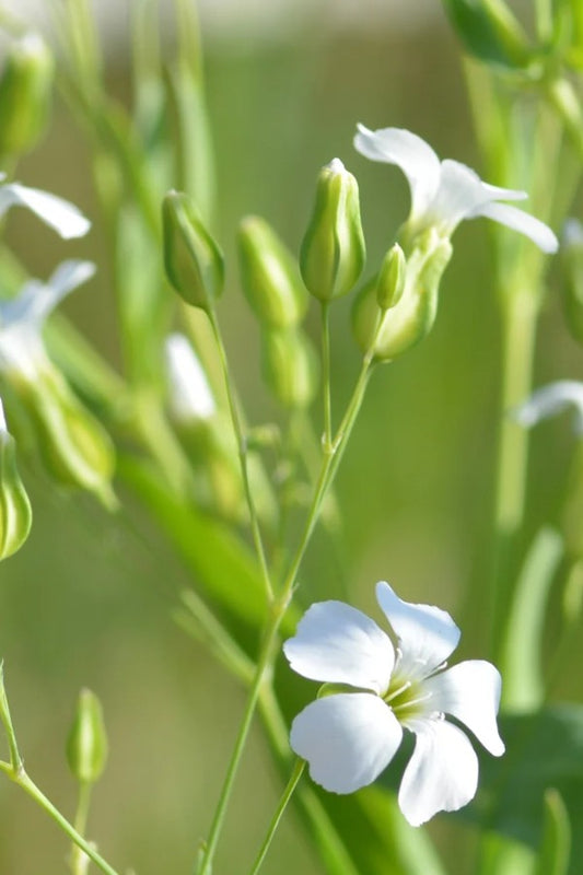 Koekruid - Vaccaria hispanica - wit