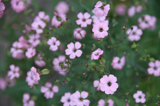 Koekruid (roze) - Vaccaria hispanica