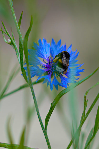 Blauwe korenbloem met etende hommel 