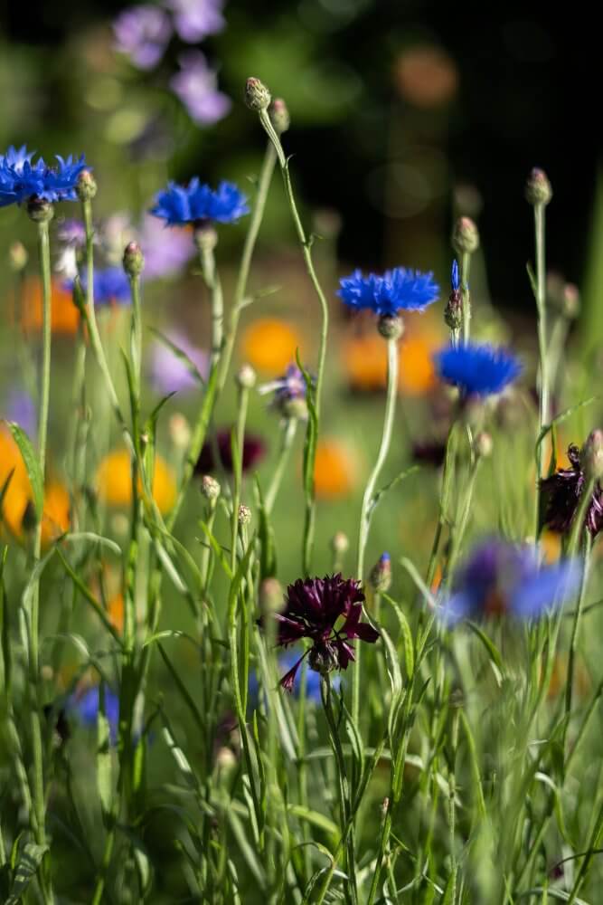 Blauwe en bordeaux rode Korenbloemen