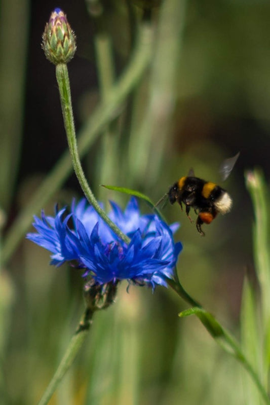 Korenbloem (blauw) - Centaurea Cyanus