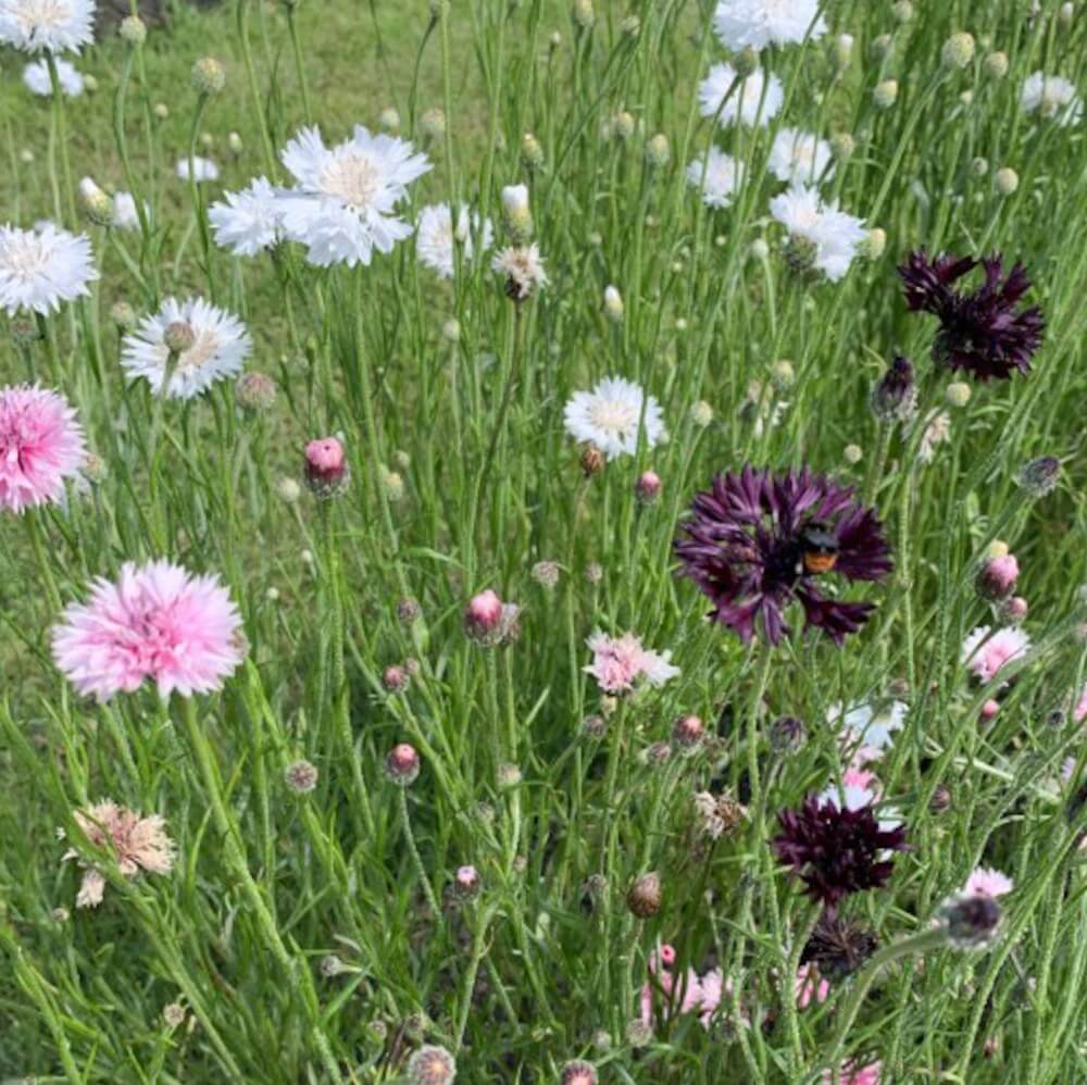 Korenbloem ‘Merlot mix’ - Centaurea cyanus