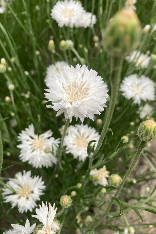 Korenbloem (wit) - Centaurea Cyanus