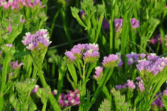 Lamsoor 'Pink Lavender' - Statice sinuata - closeup