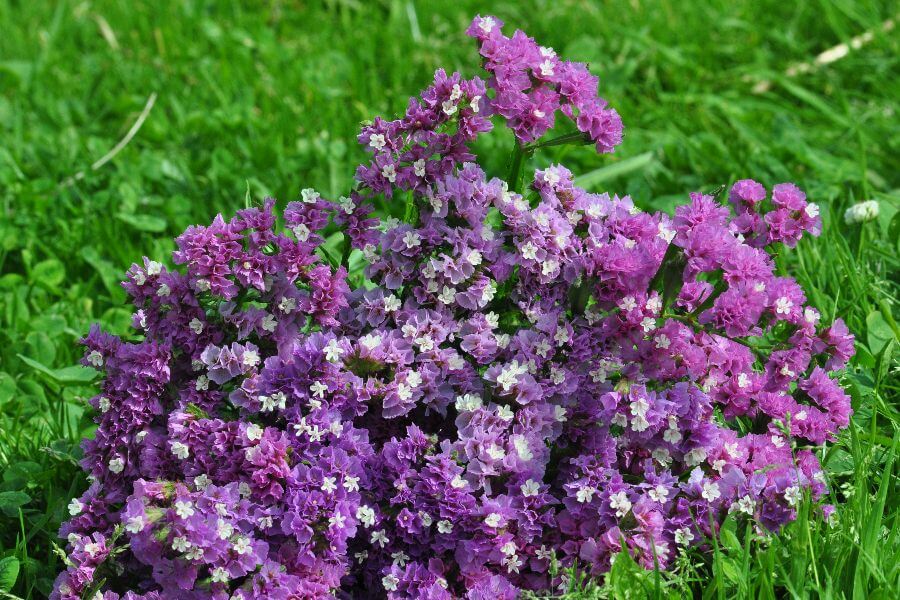 Lamsoor 'Pink Lavender' - Statice sinuata