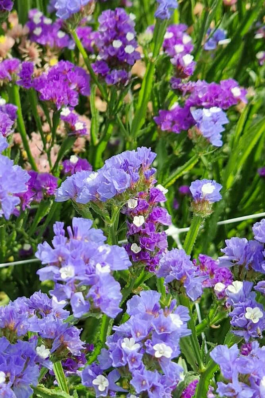 Lamsoor ‘Purple rainbow’ - Statice sinuata