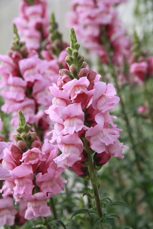 Leeuwenbek ‘Potomac’ (lila) - Antirrhinum majus - closeup