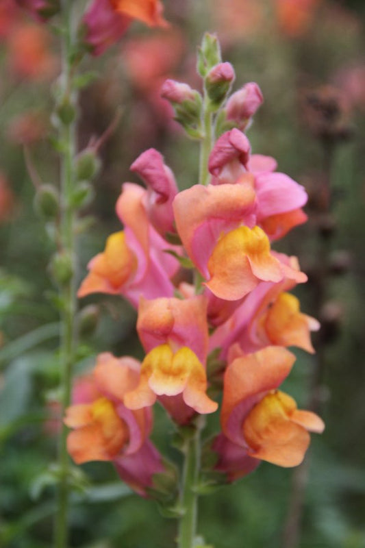 Leeuwenbek 'Potomac' (oranje) - Antirrhinum majus