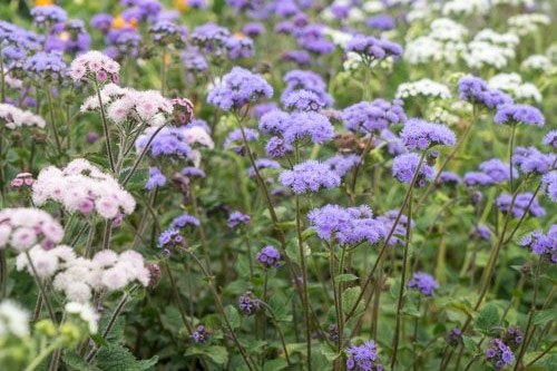 Leverbalsem - Ageratum houstonianum