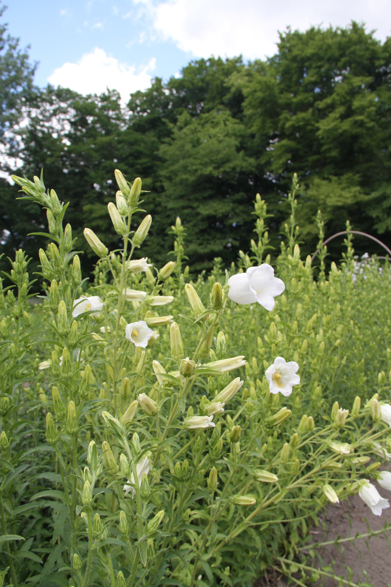 Mariëtteklokje 'Single white' - Campanula medium