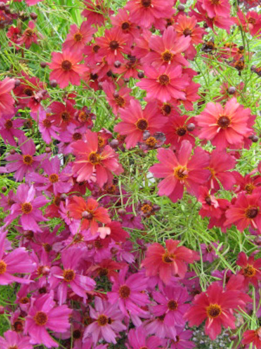Meisjesogen ‘Ruby red’ | Coreopsis tinctoria