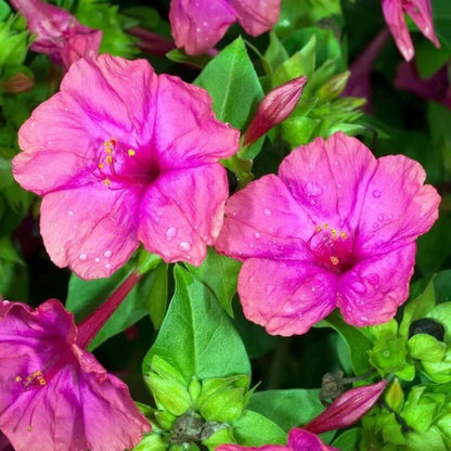 Mirabilis 'Belle de nuit' - Mirabilis jalapa - closeup