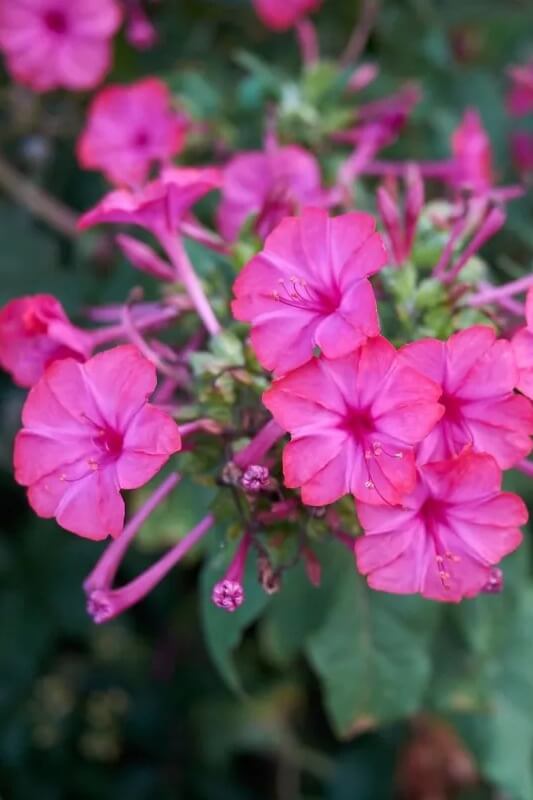 Mirabilis 'Belle de nuit' - Mirabilis jalapa