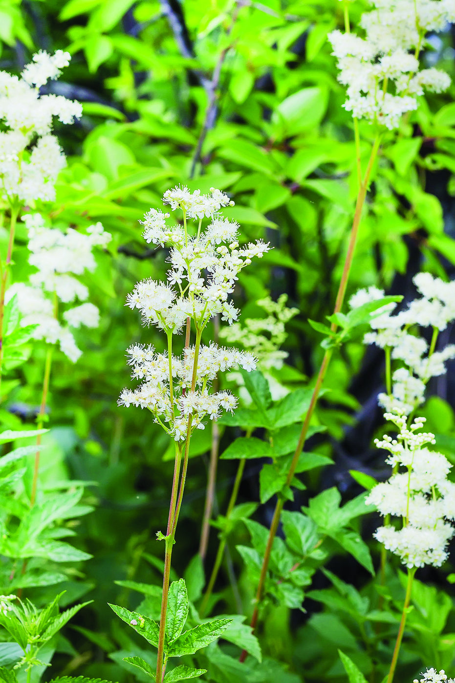 Moerasspirea - Filipendula ulmaria