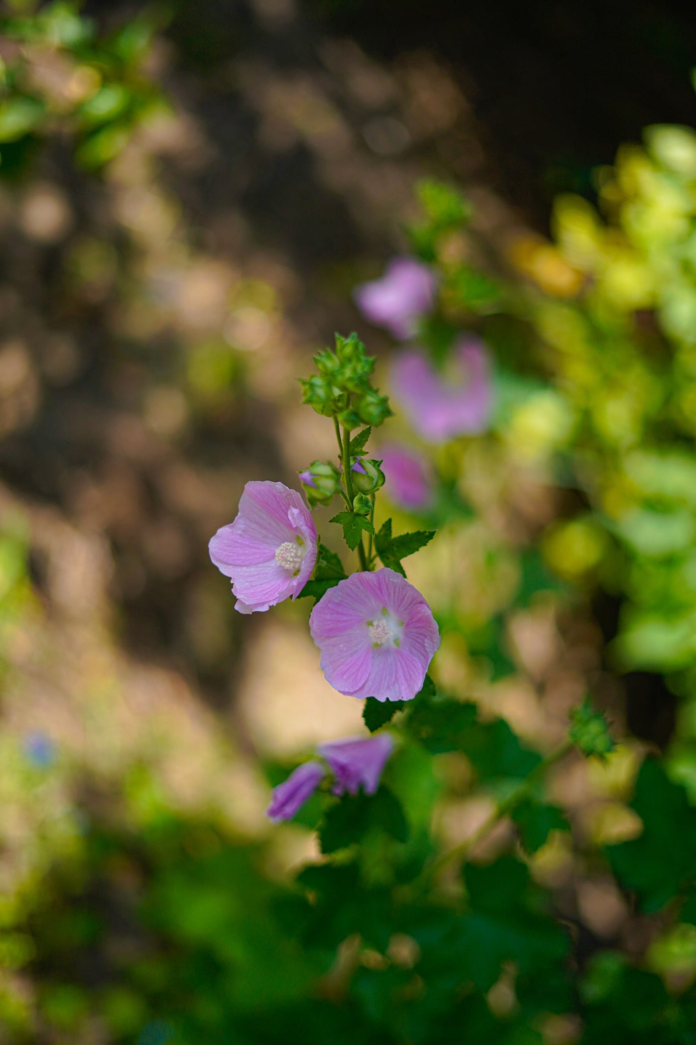 Muskuskaasjeskruid - Malva moschata - closeup - lila