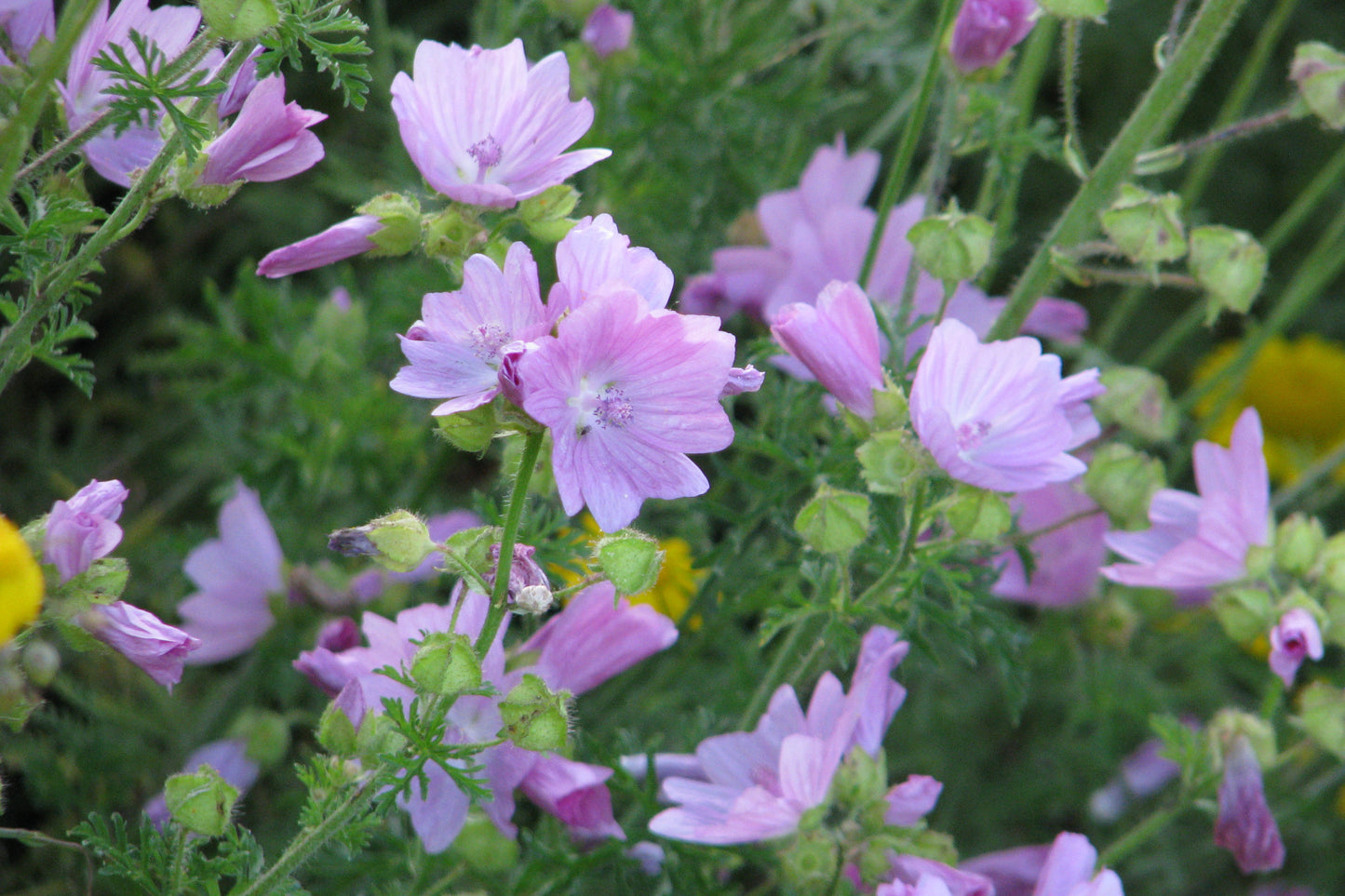 Muskuskaasjeskruid - Malva moschata