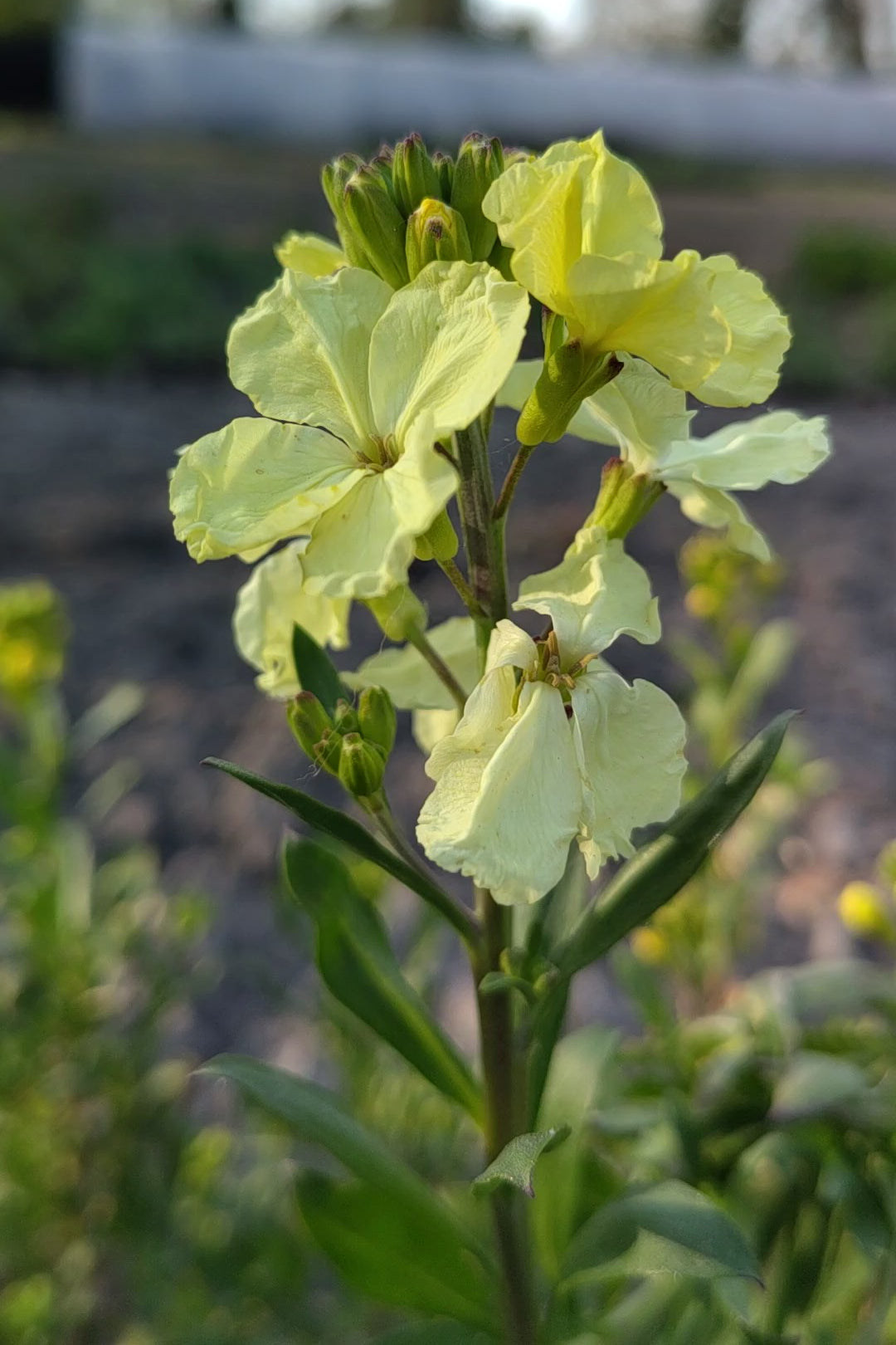 Muurbloem ‘Ivory white’ - Erysimum cheiri