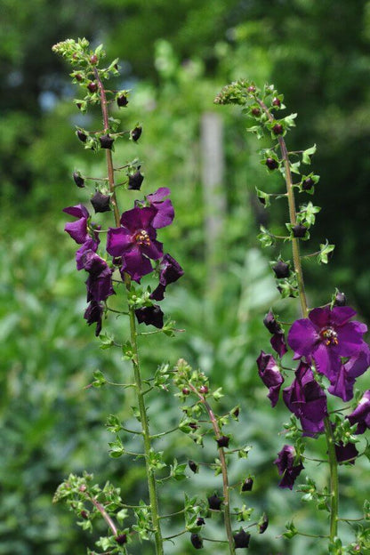 Paarse toorts 'Violetta' - Verbascum phoeniceum