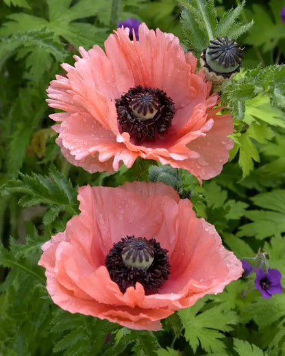 Papaver (roze) - Papaver somniferum