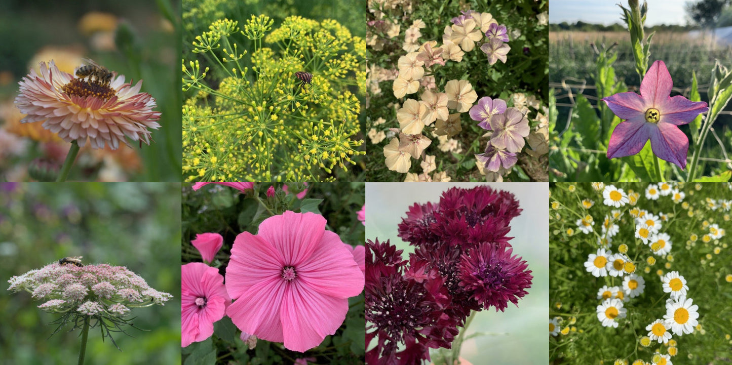 biologische bloemzaden mix voor boeketten